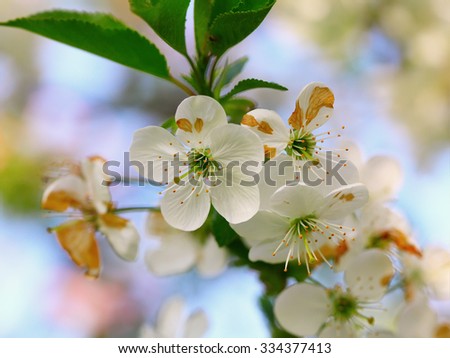 apple blossoms  in sunlight. Close up shoot.