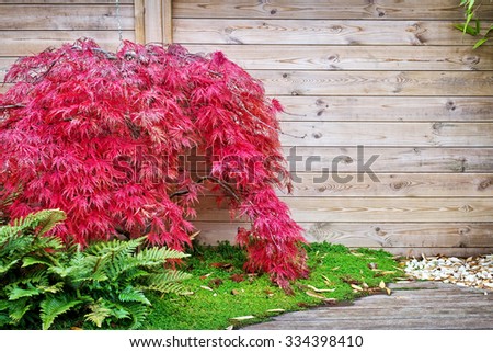 Red japanese maple tree against a wooden wall in a small garden