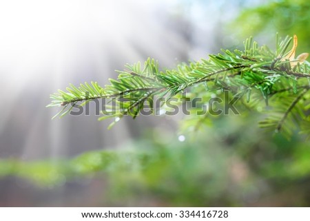 Beautiful pine branch with water drops and spider web in light ray