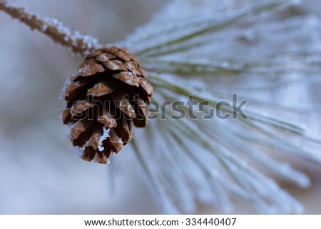 Pine branch with a lump in frosty day