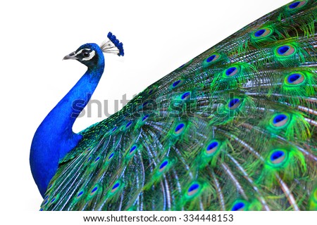 Peacock is isolated on a white background Royalty-Free Stock Photo #334448153