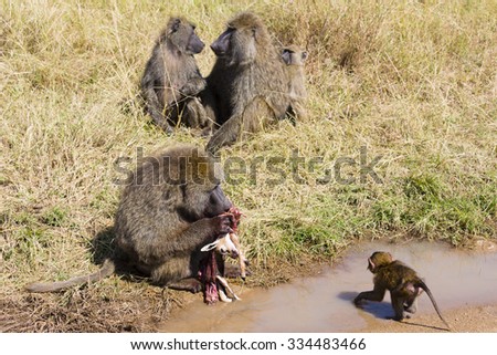 A Baboon family meal, at Serengeti National Park, Tanzania