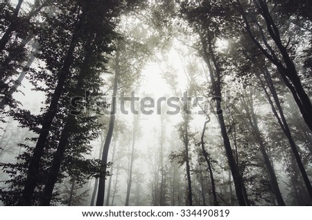 light in misty forest