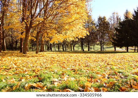 Beautiful autumn park. Autumn in Minsk. Autumn trees and leaves. Autumn Landscape.Park in Autumn. Forest in Autumn. Royalty-Free Stock Photo #334505966