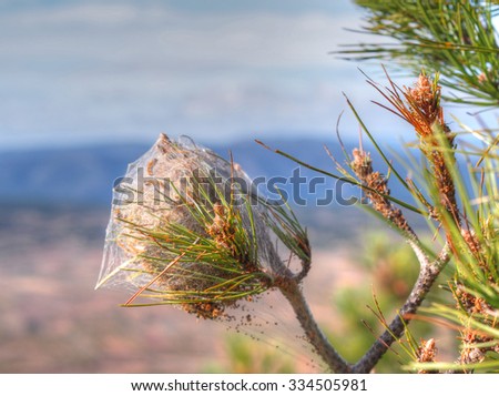 The nest of dangerous pine processionary (Thaumetopoea pityocampa) in Spain