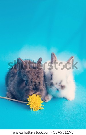 Two small rabbits with dandelion