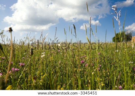 In the open countryside with grass, flowers, daisyflowers and so on. Deep blue sky with white clouds.Springtime! Variation