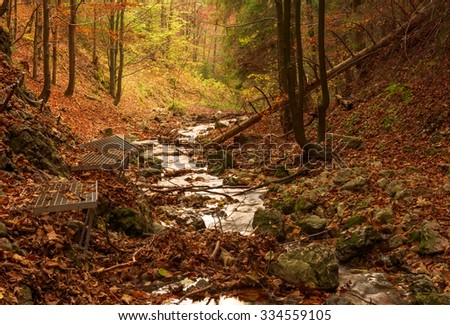 Zejmarska roklina - mystery forest with stream, Narodny park Slovensky Raj (National park Slovak paradise), Slovakia, Eastern Europe 