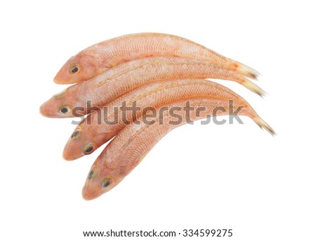 Red goby ifish solated on white background