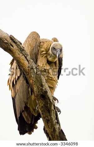Whitebacked Vulture; Gyps Africanus; South Africa