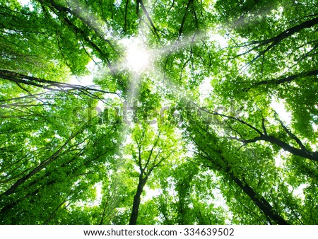 Green forest background Royalty-Free Stock Photo #334639502