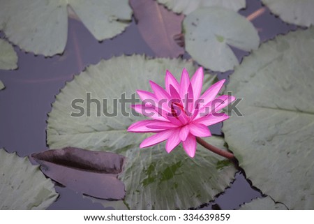 water lily flower (lotus) and leaf on white background