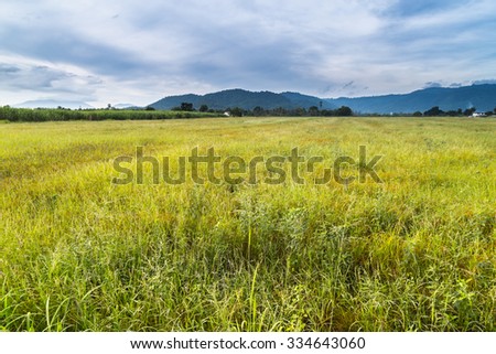 Summer meadow on bright sunny day