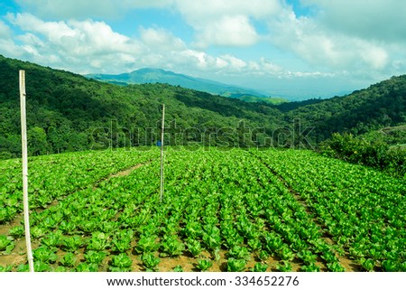 Vegetable farms on the mountain Royalty-Free Stock Photo #334652276