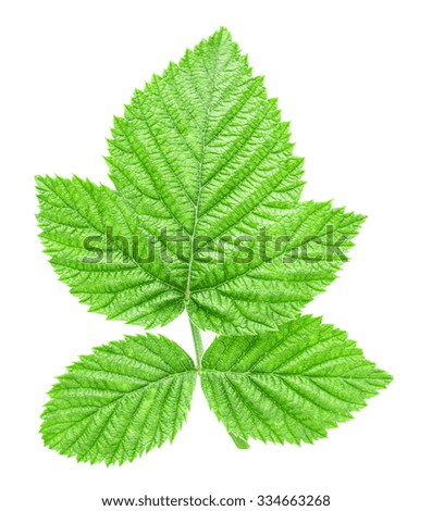 raspberry leaves Isolated on white background Clipping Path