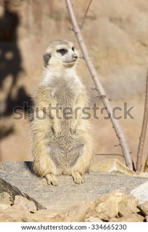 Meerkat, Suricata suricatta, basking in the autumn sun