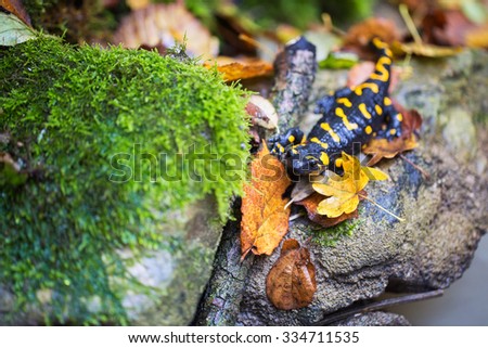 Black yellow spotted fire salamander (salamandre salamandre) in autumn leaves on edge of brook 