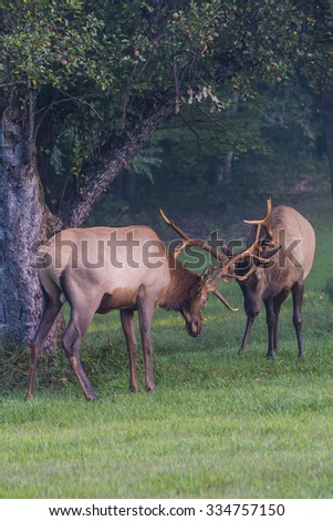 Sparring Bull Elk