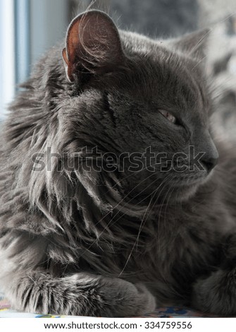 fluffy gray cat with green eyes. Ukraine