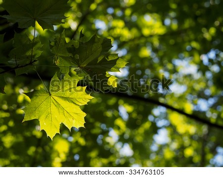 Leaves in a sunny forest during late summer