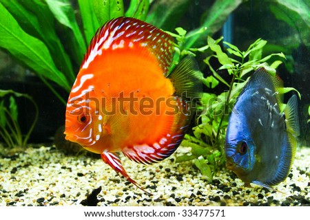 Discus fish family with fry