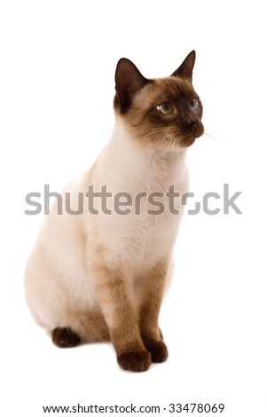 young cat looking right. On a white background