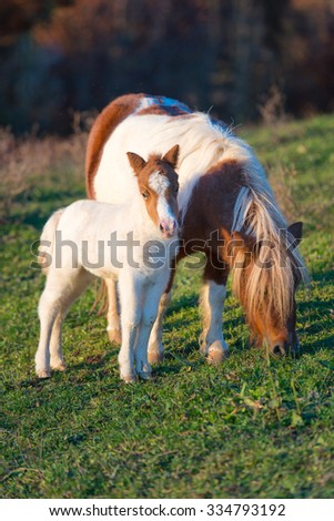 Pony horses mother with little in the meadow