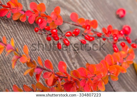 Autumn background/ Autumn leaves and berry over wooden background/Thanksgiving day concept