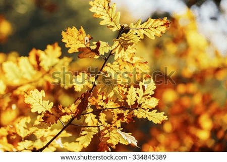 leaves in autumn forest closeup