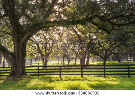 Large oak tree branch with farm fence in the rural countryside at a farm or ranch looking serene peaceful calm relaxing beautiful southern tranquil  Royalty-Free Stock Photo #334886936
