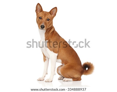 Basenji dog posing on white background Royalty-Free Stock Photo #334888937