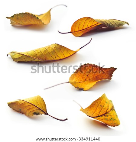dry autumn leaf on the white background