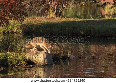 Coyote (Canis latrans) Looks at Water From Rock - captive animal