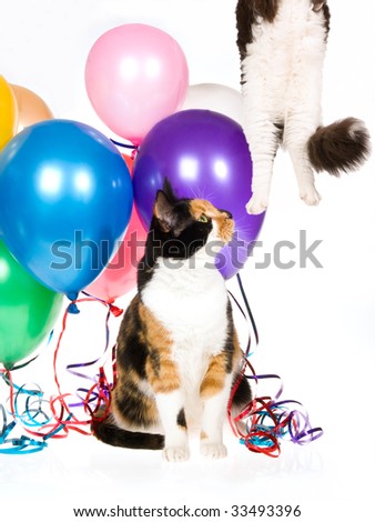 Cat drifting away, watched by calico cat on white background