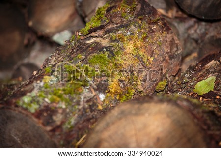 Cut down a tree. Wooden texture