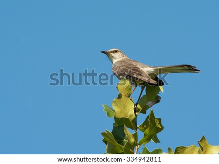 Mimus polyglottos, Northern Mockingbird perched on top of an Oak tree against clear blue sky
