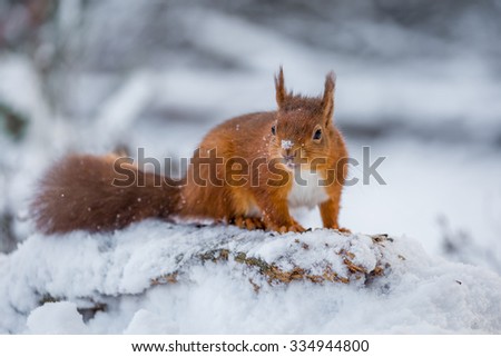 Red Squirrel in Winter, County of Northumberland, England