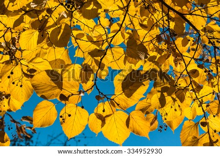 Autumn linden leaves on the sky background