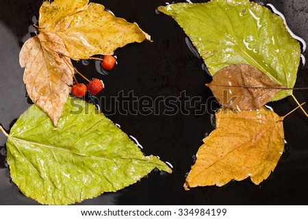 Several autumn fallen leaves and wild apples floating into water on black surface