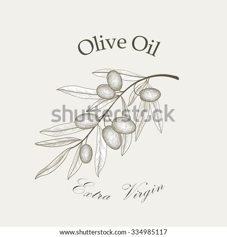 Olive tree branch with olives isolated sketch over white background Retro olive branch engraving Vector illustration