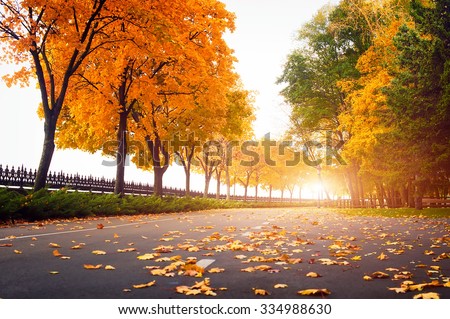romantic tree alley in city park. natural autumn background