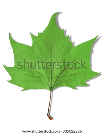 Green leaf as an autumn symbol isolated on white