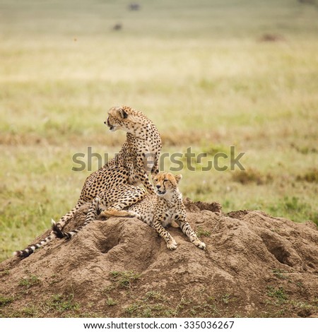 Cheetah in wildlife for background