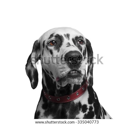 Portrait of a black and white spotted dalmatian dog breed in the red collar - isolated on white