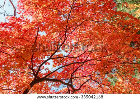 colorful maple leaves branch Hokkaido Japan