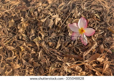 Concept of FRESH AND DRY the single flower plumeria on the ground covered with dry leaf and background of autumn and winter season mood