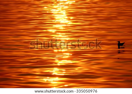 Seagull & sunset on the sea, Thailand