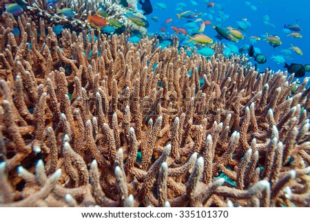 Underwater Landscape with Hundreds of Fishes near Tropical Coral Reef, Bali, Indonesia