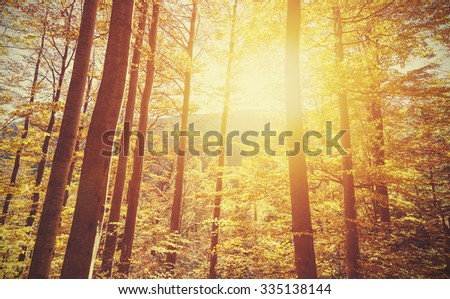 Retro toned picture of autumnal forest at sunset.