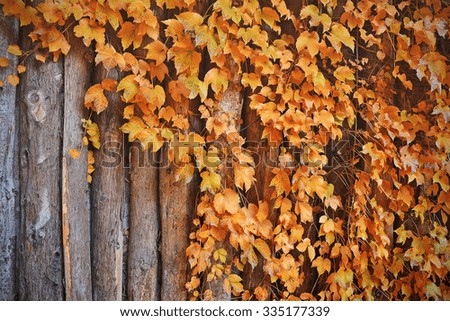Autumn Leaves over wooden wall background.